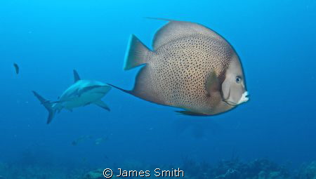 The angel fish is looking thoughtful! by James Smith 