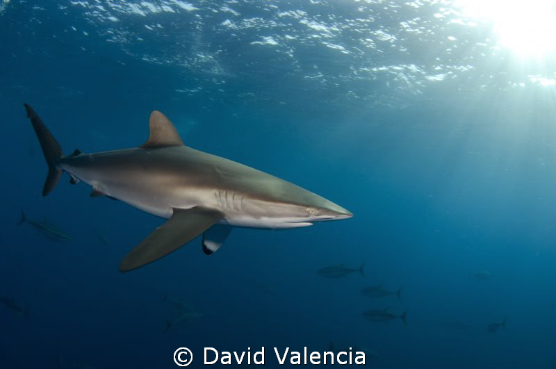 Silky shark and yellow fin tunas in the background. by David Valencia 