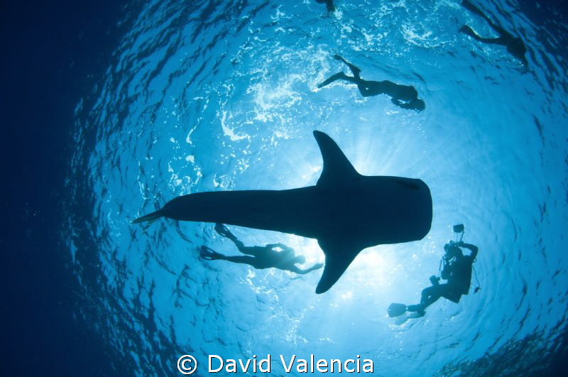 I've seen many silhouette shots with whale sharks, but I ... by David Valencia 