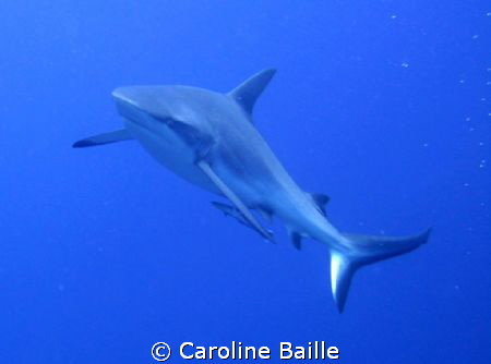 grey reef shark with a severe look ! by Caroline Baille 