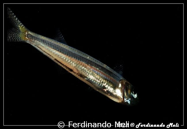 Metallic fish... by Ferdinando Meli 