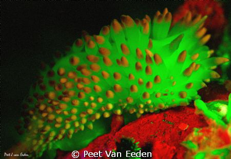 Gasflame nudibranch excited by UV light photography by Peet Van Eeden 