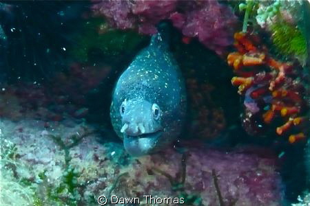 Moray eel in Mallorca - Panasonic Lumix TZ3, ISO 250, 13.... by Dawn Thomas 