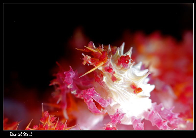 Soft coral crab :-D by Daniel Strub 