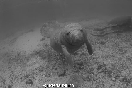 Curious manatee taken at the Manatee Mecca of Crystal Riv... by Maria Munn 