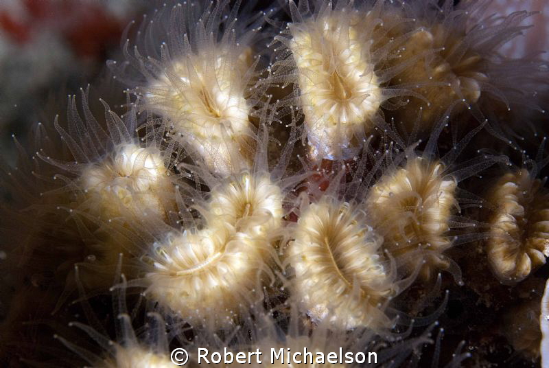 Smooth Flower Coral that really shows its beauty at night by Robert Michaelson 