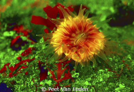 Cup coral excited by UV light by Peet Van Eeden 