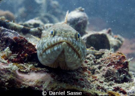 Lizard Fish f/4.4 Exposure Time 1/68 Sec. by Daniel Sasse 