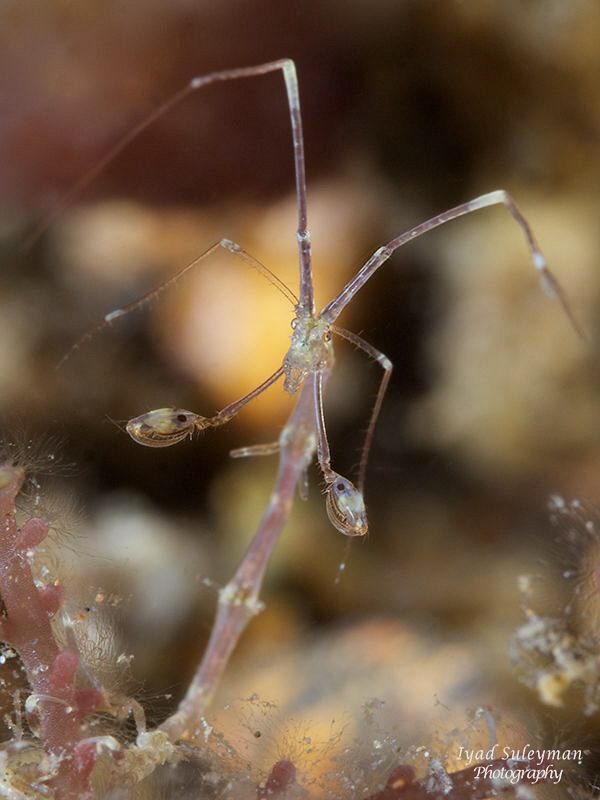 Skeleton Shrimp in details...
taken with +15 diopter, IS... by Iyad Suleyman 