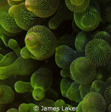 Textures of the Reef. Green Bubble Anemone, close up. by James Laker 