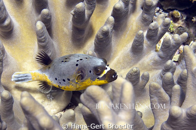 Pufferfish
Bunaken,Sulawesi,Indonesia, 
Canon G 12 autom. by Hans-Gert Broeder 