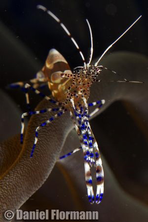 Spotted cleaner shrimp chilling out by Daniel Flormann 