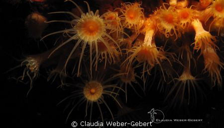 yellow anemones II by Claudia Weber-Gebert 
