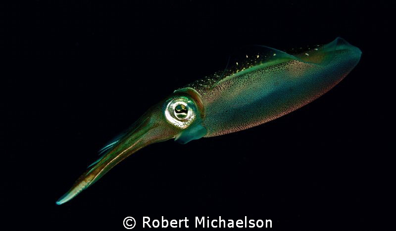 Night-time reef squid, Bonaire. by Robert Michaelson 
