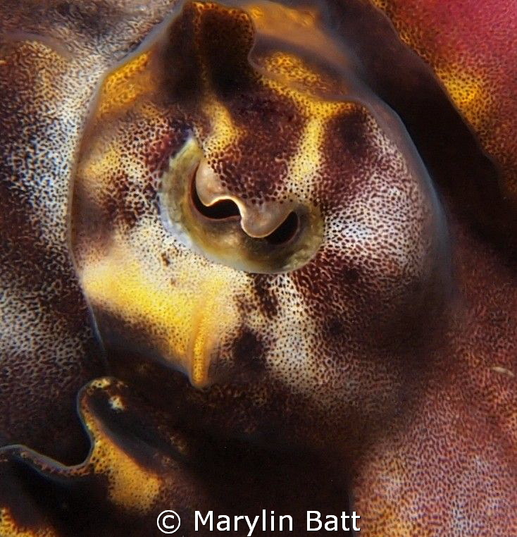 Eye of a Flamboyant Cuttlefish by Marylin Batt 