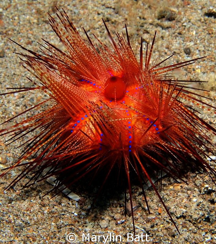 Urchin carry crab , you have to look close to see it's feet. by Marylin Batt 