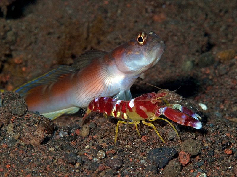 Shrimpgoby and partner shrimp. Tulamben, Bali by Doug Anderson 