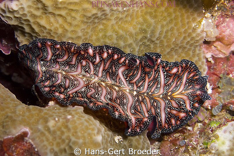 Flatworm
Bunaken,Sulawesi,Indonesia, 
Canon G 12 autom. by Hans-Gert Broeder 