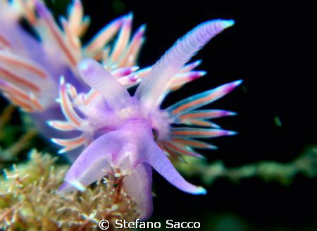 The colourful pretty face of a mediterranian nudi.. by Stefano Sacco 