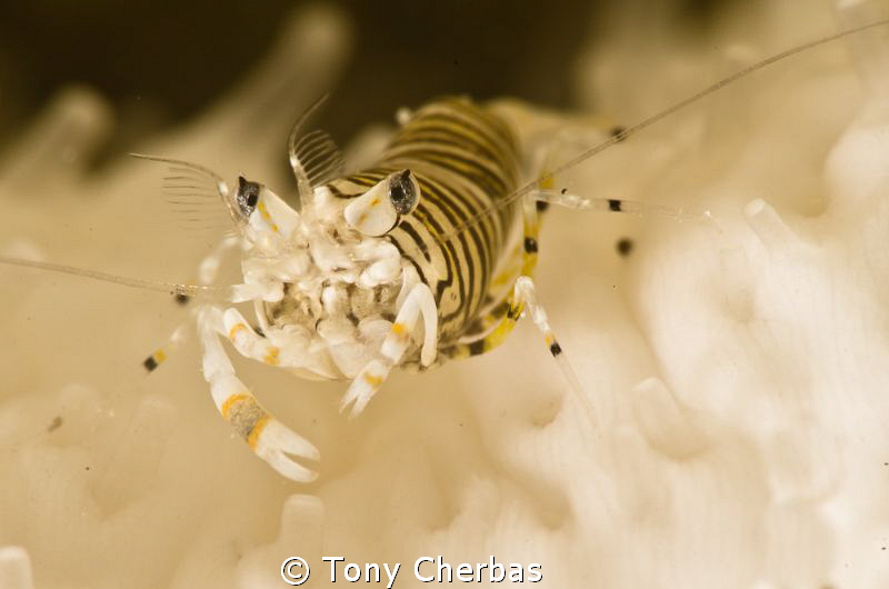 Bumblebee Shrimp by Tony Cherbas 