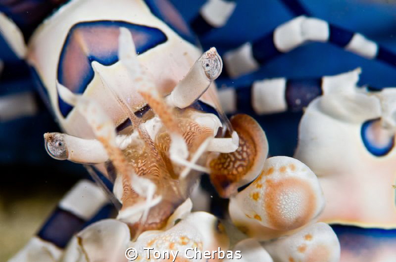 Harlequin Shrimp up close by Tony Cherbas 