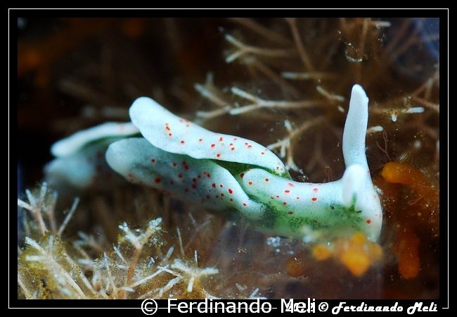 Very small nudibranch (7-8 mm). Crop by Ferdinando Meli 