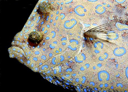 Peacock flounder at night, canon 20D by T. Singer 