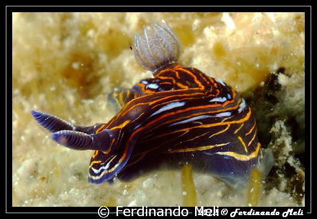 Dark nudibranch by Ferdinando Meli 