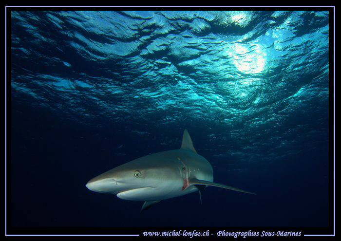 Reef shark Tiger Beach.... :O)...
 by Michel Lonfat 