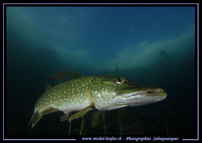 Pike Fish having a rest... ;O)... by Michel Lonfat 