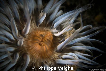 Sea Anemone/ Netherlands. by Philippe Velghe 