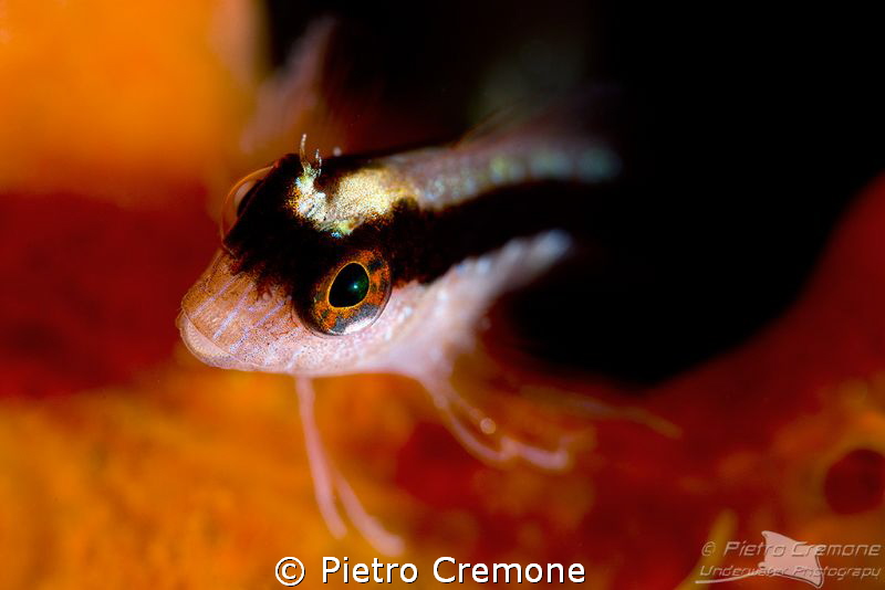 Blenny by Pietro Cremone 