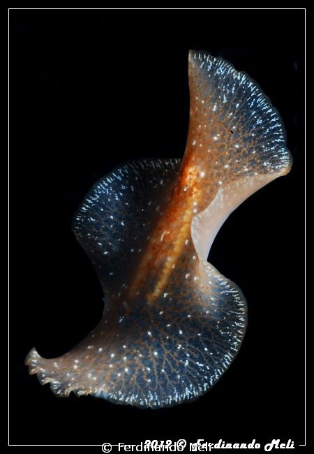 Underwater swimming worm by Ferdinando Meli 