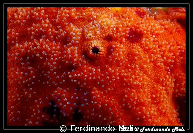 Starfish by Ferdinando Meli 