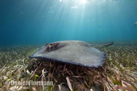 sting ray in the sun by Daniel Flormann 