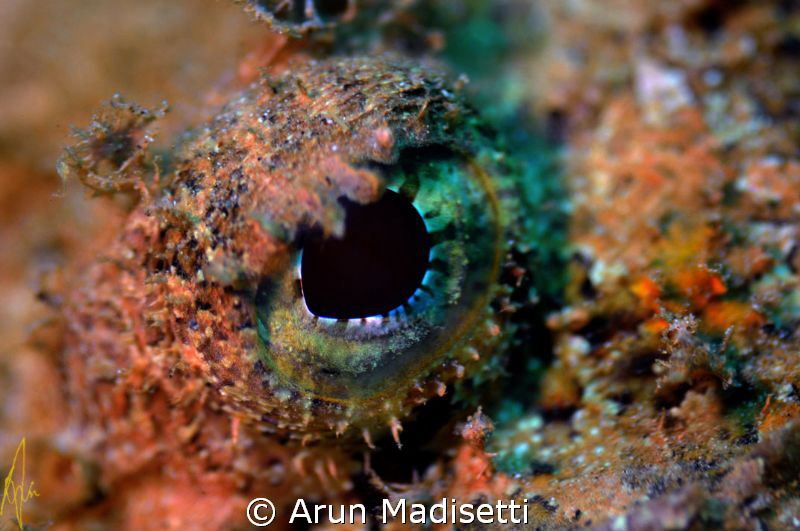 Scorpionfish detail. 
105macro manually focused. (focus ... by Arun Madisetti 
