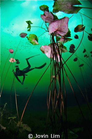Underwater lily ballroom @ Cenote Car Wash (Aktun Ha) by Jovin Lim 