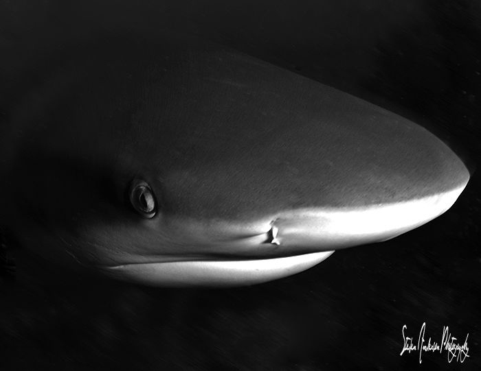 In Yo Face!!!!!! Reef Shark looking at me up close at Gin... by Steven Anderson 
