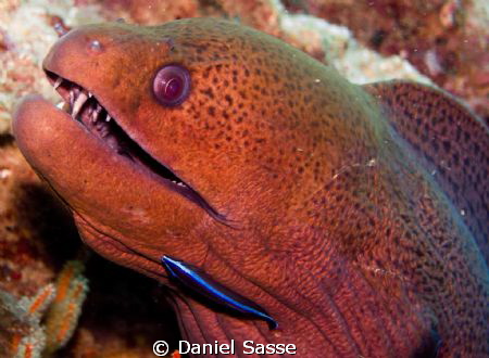 Giant Moray with a Cleaner-Wrasse by Daniel Sasse 