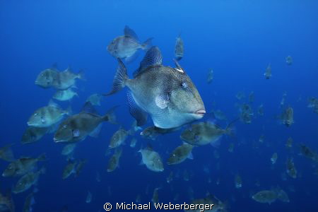 Triggerfish invasion this photo was taken at the free-div... by Michael Weberberger 