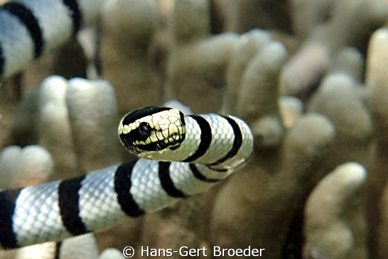 Sea Snake
Bunaken, Sulawesi, Indonesia, 
Nikon D300S, m... by Hans-Gert Broeder 