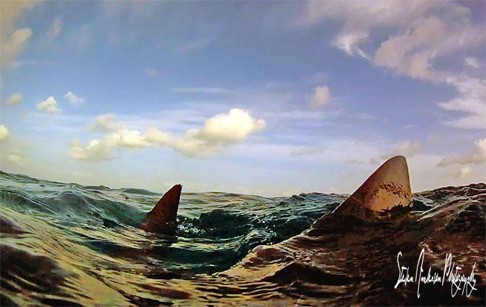 Fins up  with Lemon Shark Snaps at Tiger Beach - Bahamas by Steven Anderson 