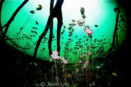 Water lilies garden by Jovin Lim 