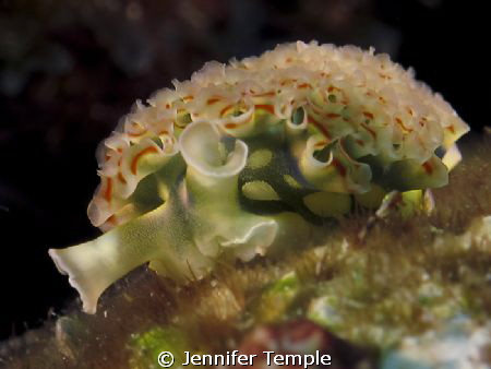 Lettuce Leaf Slug. I rarely get to shoot them at this ang... by Jennifer Temple 
