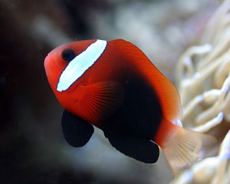 Able to leap tall anemones... it's Super Clownfish!
Waka... by Michael Canzoniero 