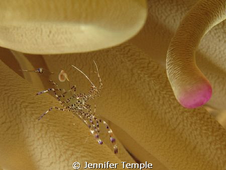 Shrimp in Anemone. Yes, a bit of a crop, as my 2nd Macro ... by Jennifer Temple 