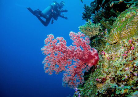 Pink soft coral with a swimmer in the background by Roman Tiraspolsky 