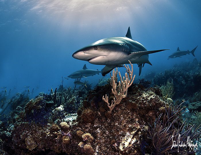 The sun sheds good light on this Reef Shark at Shark Para... by Steven Anderson 