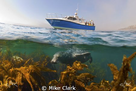 Grey Seal under the boat. by Mike Clark 