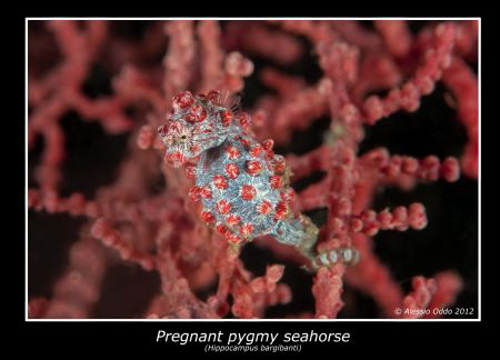 Pregnant Pygmy seahorse by Alessio Oddo 